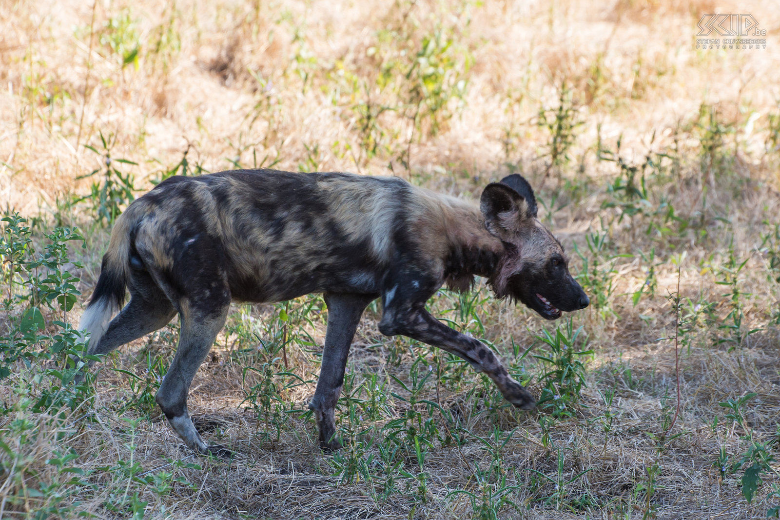 South Luangwa - Wilde hond Tijdens onze 5 dagen safari in South Luangwa kwamen we ook meerdere keren een roedel van Afrikaanse wilde honden (African wild dog, Lycaon pictus) tegen. Het is een bedreigde diersoort die enorme afstanden kan reizen.  Stefan Cruysberghs